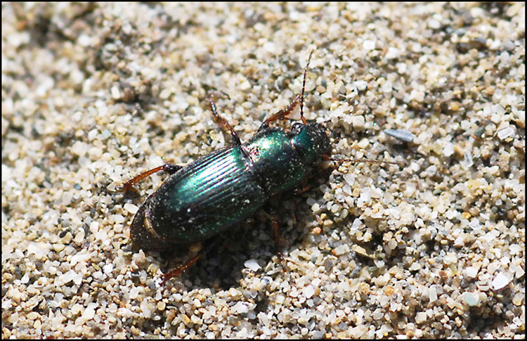 Harpalus sp.